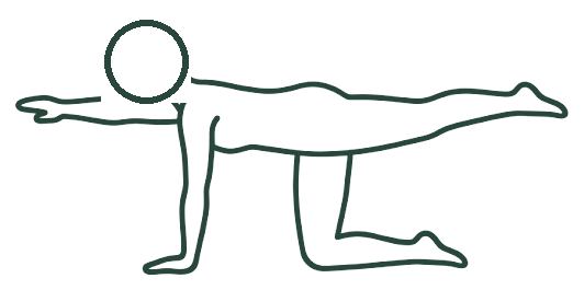 Bird Dog illustration